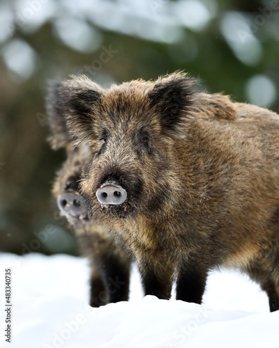 Wallpaper Mural Two wild boars in snowy forest Torontodigital.ca