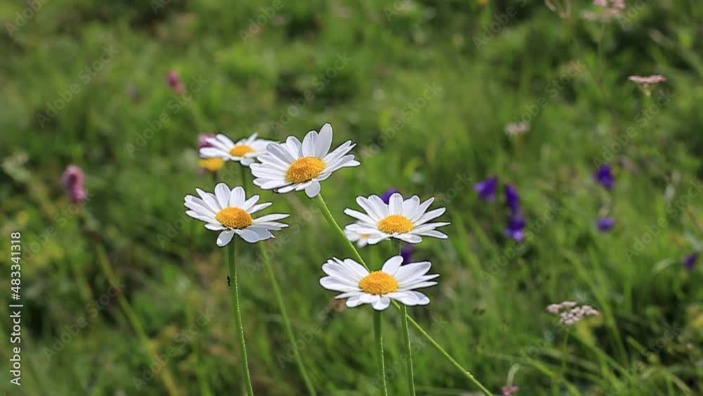 mountain daisies on the background of a fast mountain river mountain daisies on the background of a fast mountain river