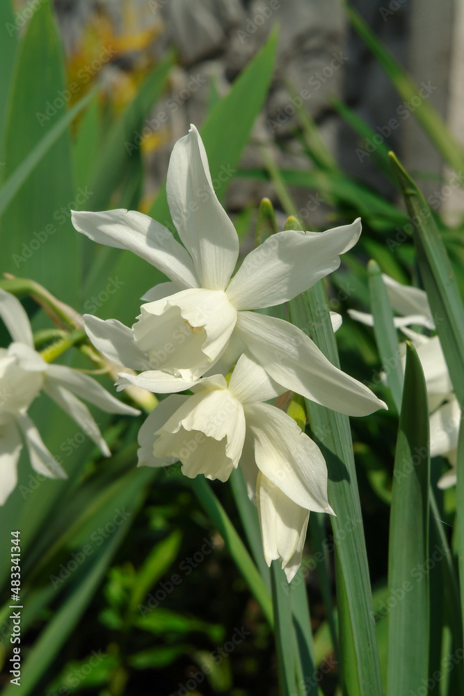 Fototapeta premium White daffodils of the 'Thalia' cultivar (Triandrus Daffodils) in the spring garden