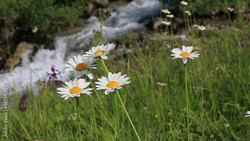 mountain daisies on the background of a fast mountain river