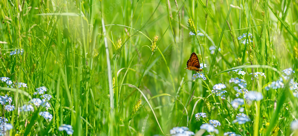 Beautiful meadow with blue flowers of forget-me-nots and flying butterfly. Wild nature landscape. Selective focus. Beautiful meadow with blue flowers of forget-me-nots and flying butterfly. Wild nature landscape. Selective focus.