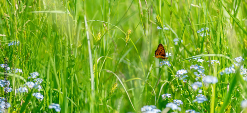 Beautiful meadow with blue flowers of forget-me-nots and flying butterfly. Wild nature landscape. Selective focus.