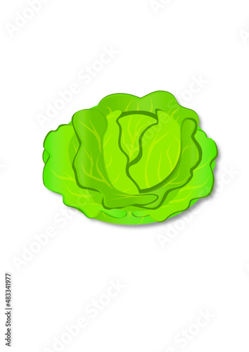 cabbage isolated on white