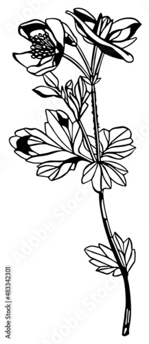 Monochrome anemone multiple flower stem with leaves in vintage woodcut printing style. Single layer SVG vector graphic suitable for use as digital cut file mask stencil
