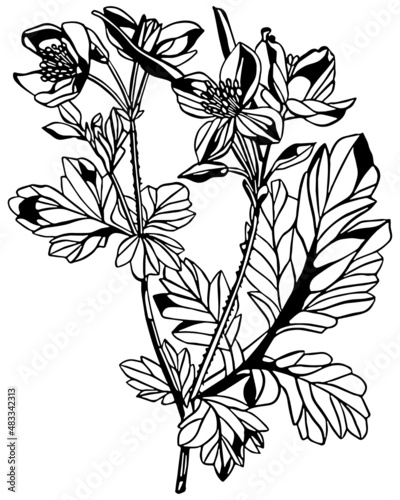 Black and white negative space anemone flower stem with leaves in vintage woodcut printing style. Single layer SVG vector graphic suitable for use as digital cut file mask stencil