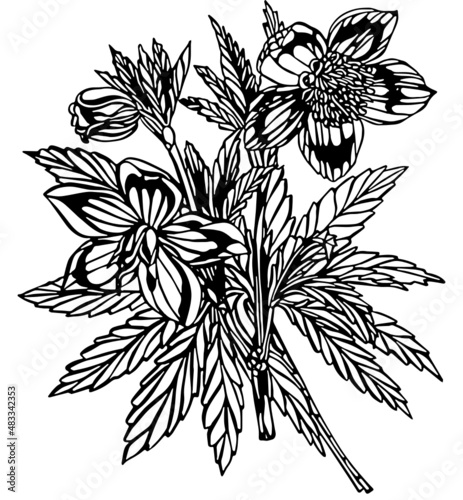 Black and white negative space anemone multiple flower stem with leaves in vintage woodcut printing style. Single layer SVG vector graphic suitable for use as digital cut file mask stencil