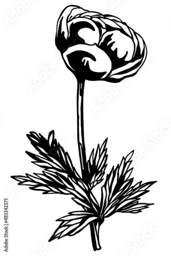 Black and white negative space anemone flower stem with leaves in vintage woodcut printing style. Single layer SVG vector graphic suitable for use as digital cut file mask stencil