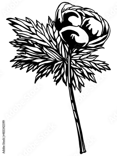 Black and white negative space anemone flower stem with leaves in vintage woodcut printing style. Single layer SVG vector graphic suitable for use as digital cut file mask stencil
