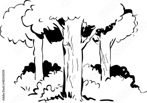 The deciduous forest grows with bushes without fire
