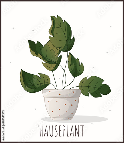Houseplant in a pot. Houseplant, home garden, gardening, plant lover, houseplant store concept, greenhouse.