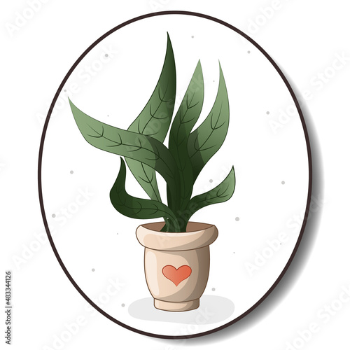 Houseplant in a pot. Houseplant, home garden, gardening, plant lover, houseplant store concept, greenhouse.