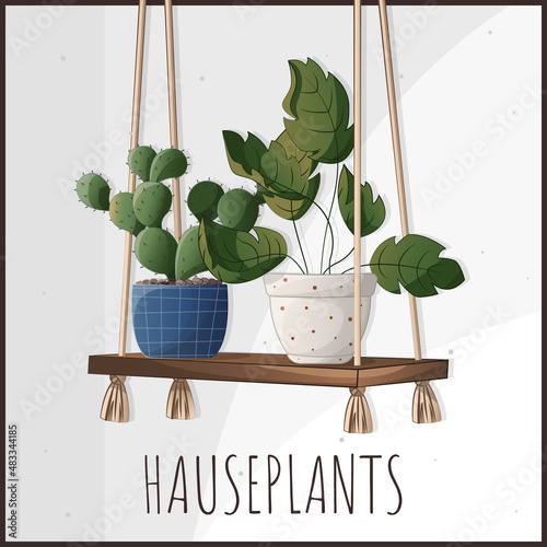 Set of plants in pots. Set of houseplants. Houseplant in a pot. Houseplant, home garden, gardening, plant lover, houseplant store concept, greenhouse.