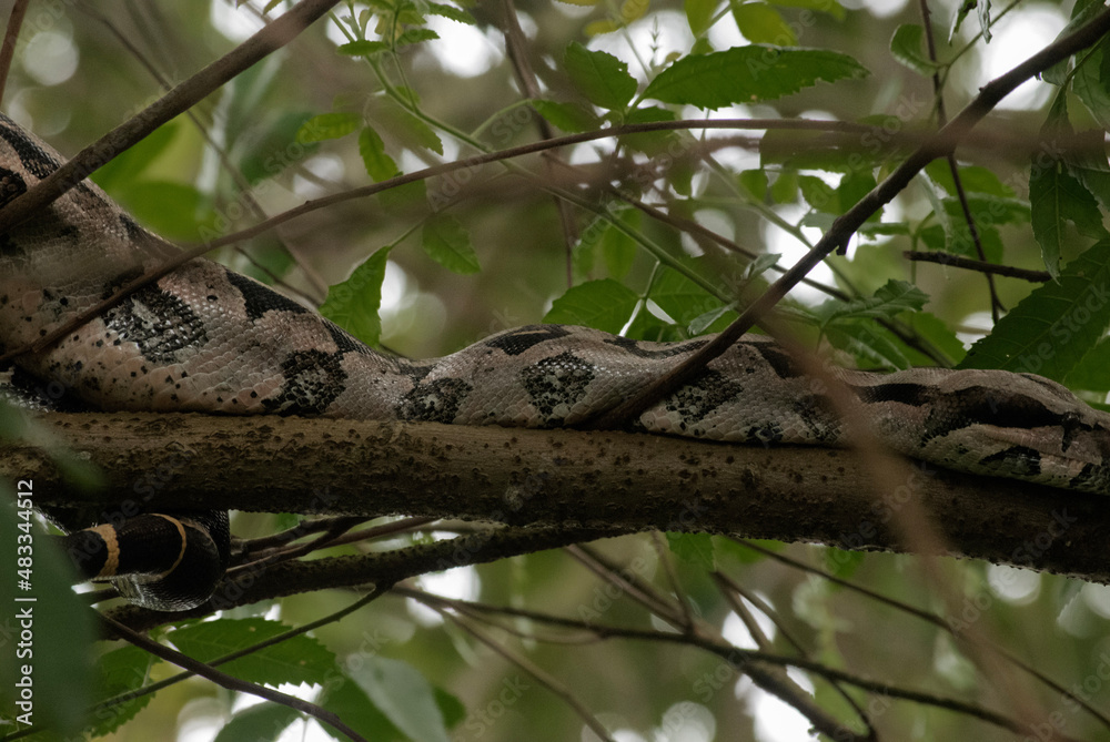 Fototapeta premium green tree python
