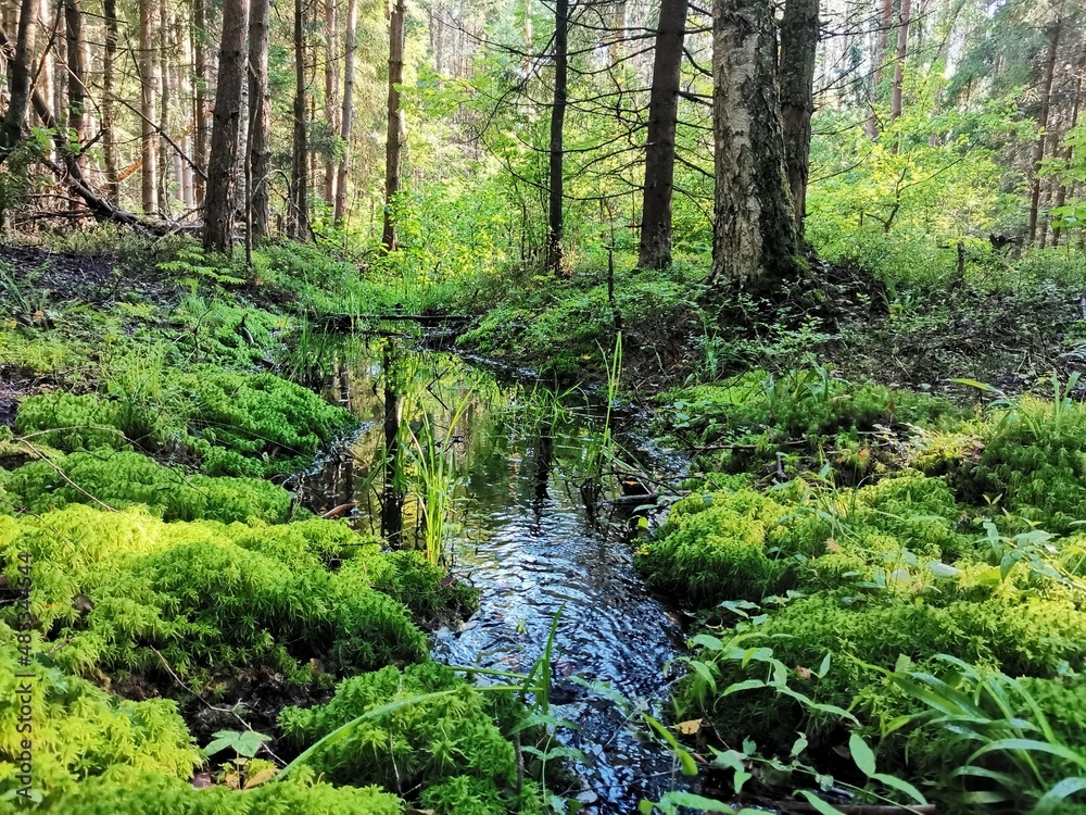 Fototapeta premium somewhere in the forest