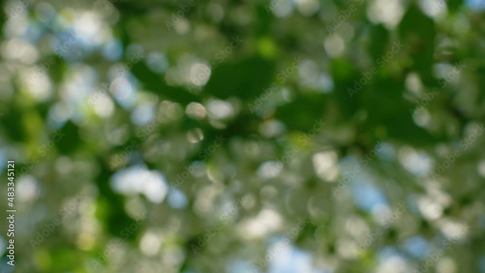 Beautiful sunny abstract blurry bokeh green natural 4k video background. Close-up view soft focus effect of fresh leaves of plants and trees growing outside in spring forest. Back sun light shining
