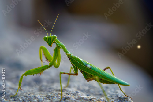 Foto green praying mantis