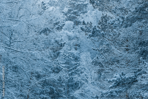 View of the snow-covered forest. The texture of the winter fairytale forest.