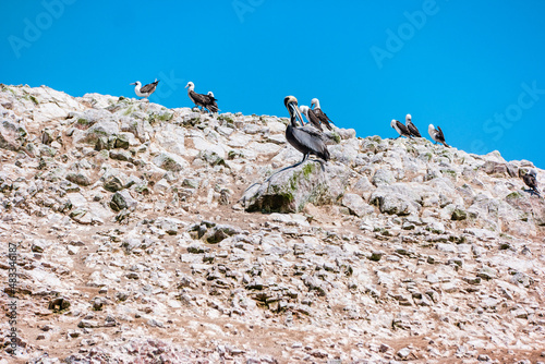 Peruvian pelicans at the Ballestas Islands in Peru photo