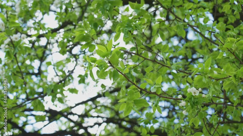 Close-up view 4k slow motion stock video footage of beautiful blooming green fruit trees in sunny spring garden outside. Natural botany background Close-up view 4k slow motion stock video footage of beautiful blooming green fruit trees in sunny spring garden outside. Natural botany background