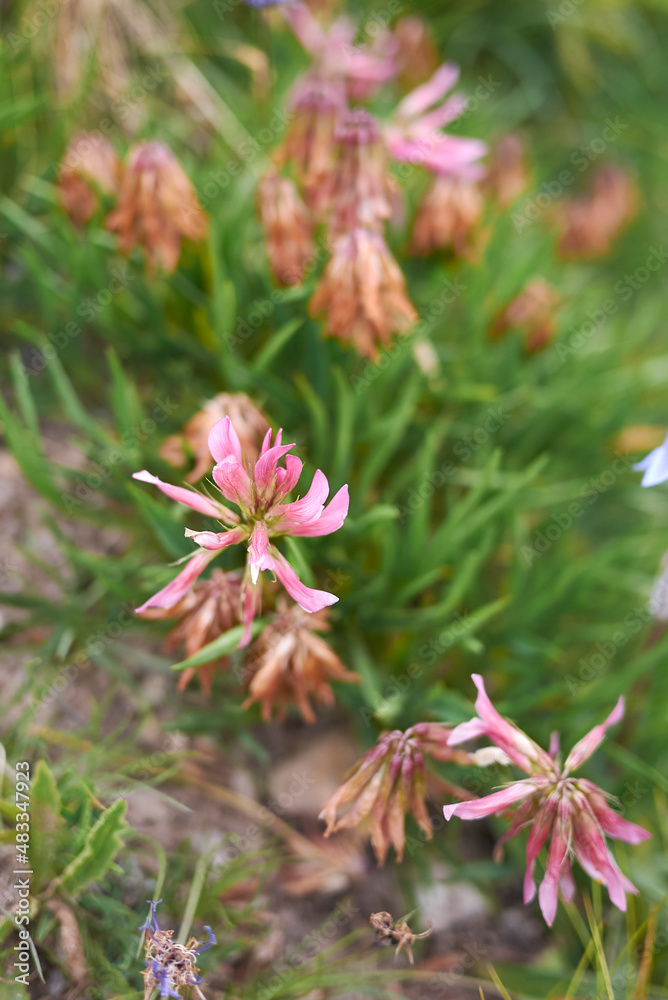 Trifolium alpinum Stock Photo Adobe Stock