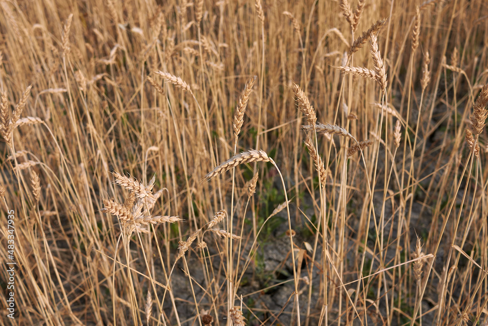 Triticum aestivum agricultural field Triticum aestivum agricultural field