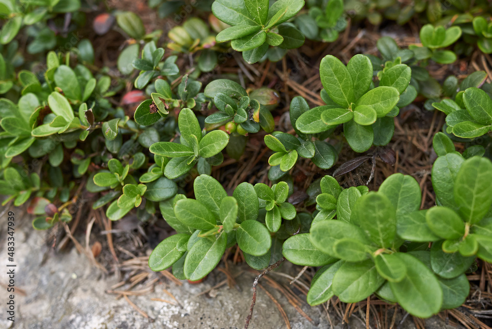 Naklejka premium Vaccinium vitis-idaea