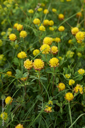 Trifolium badium 