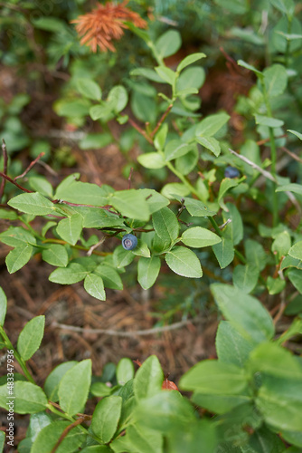 Wallpaper Mural Vaccinium myrtillus Torontodigital.ca