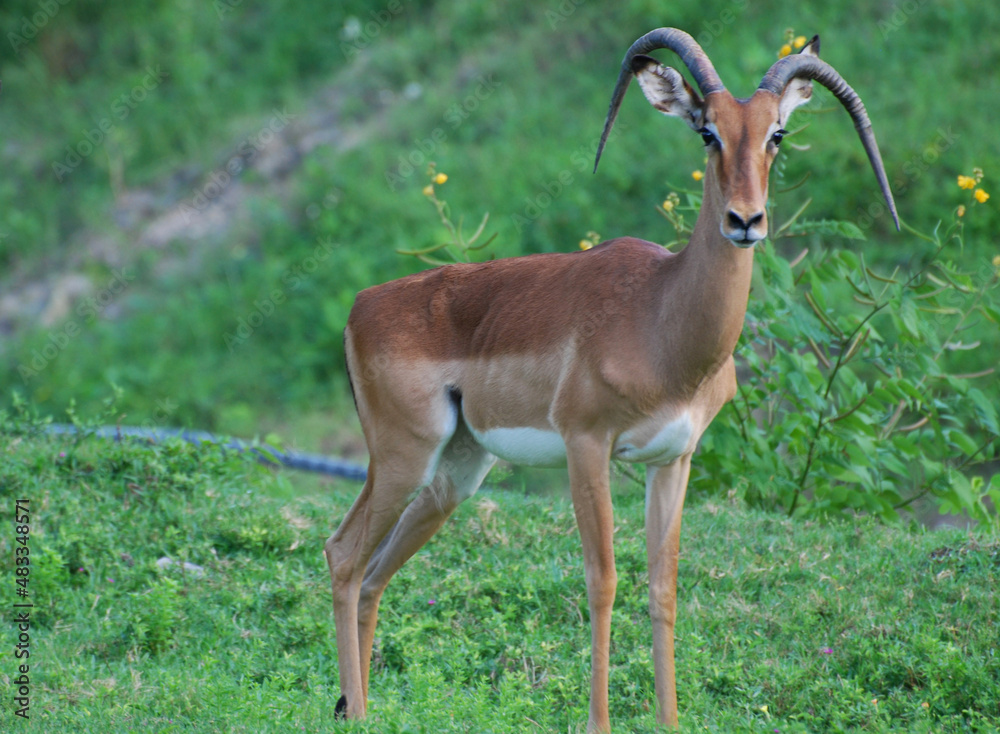 Gazelle with Long Curved Horns in Nature Gazelle with Long Curved Horns in Nature