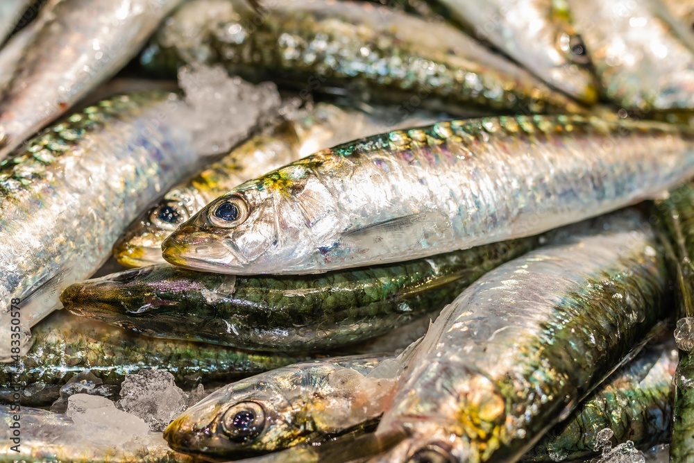 Fototapeta premium Fresh sardine on ice at a food market in Vigo (Spain).
