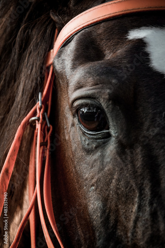 Black eyes of a brown horse.