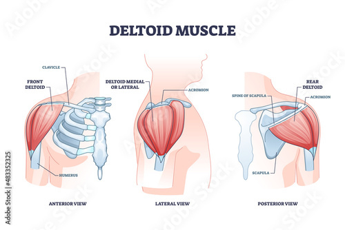 Deltoid muscle and skeletal shoulder anatomical structure outline diagram. Labeled educational bone description with anterior, lateral and posterior view vector illustration. Ball and socket joint. photo