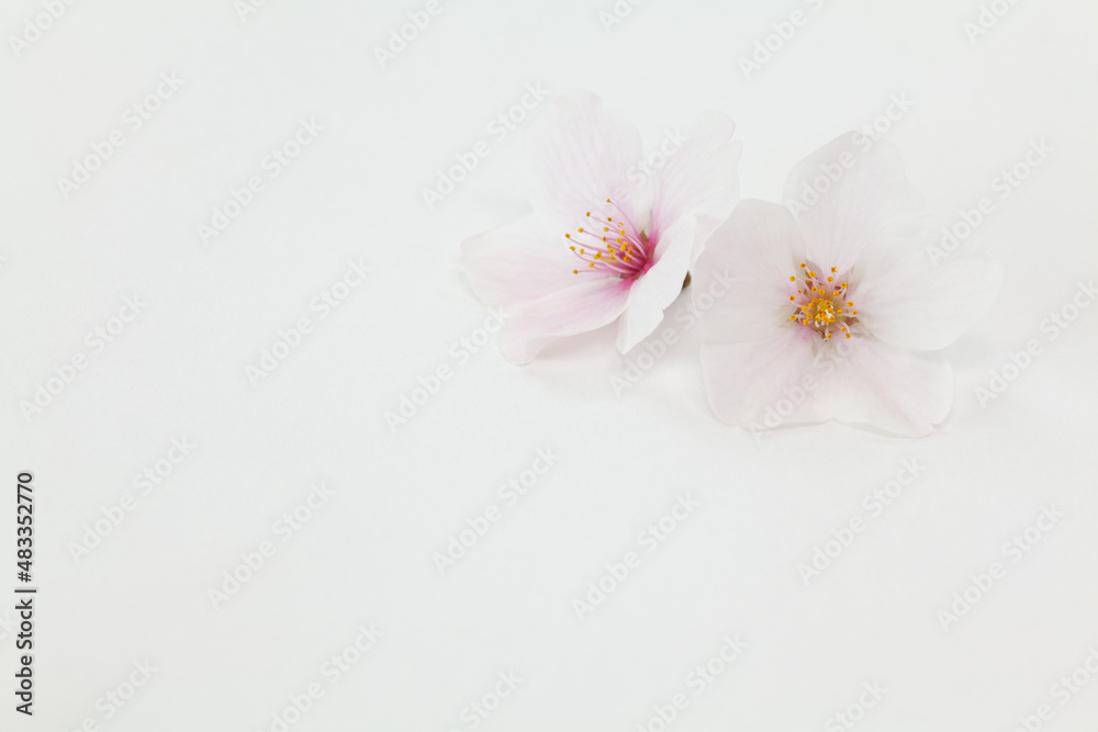桜の花のクローズアップ 桜の花のクローズアップ
