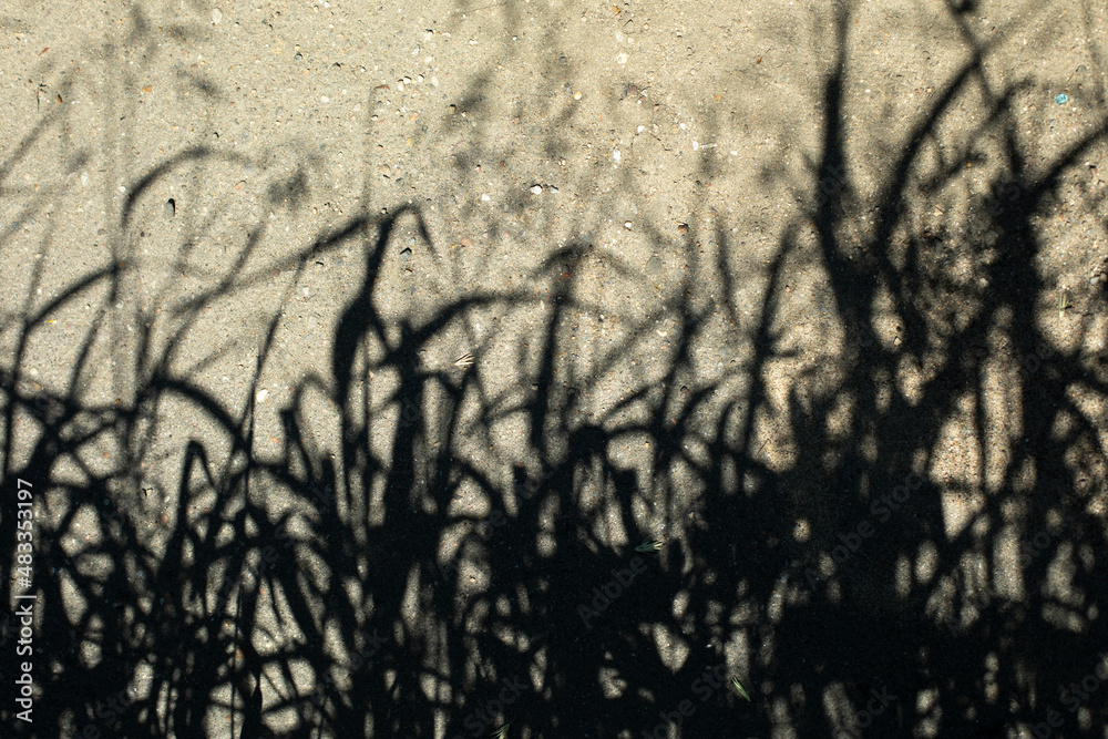 Obraz premium Plant shade. Background silhouettes of herbs.