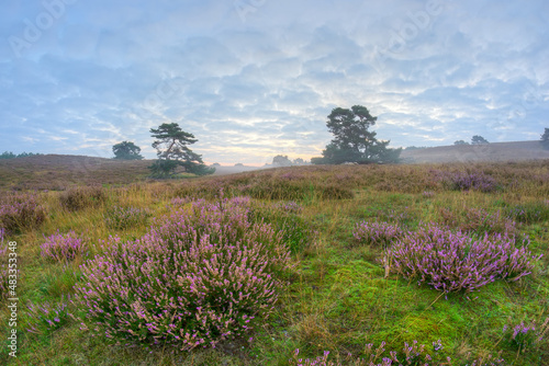 brunssummerheide 2