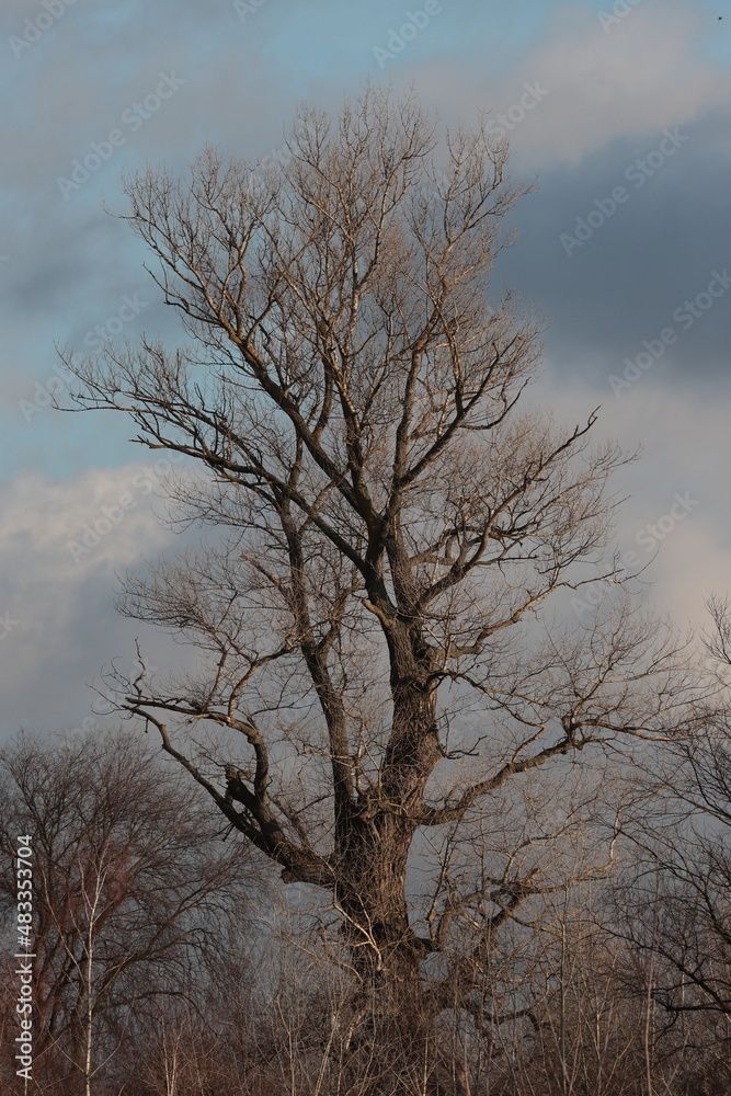 trees in the sky, old tree, big tree trees in the sky, old tree, big tree