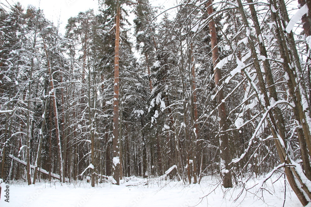 Fototapeta premium Landscape with snow covered trees in russian forest in cloudy winter day