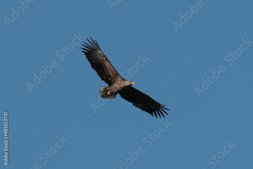 bald eagle in flight