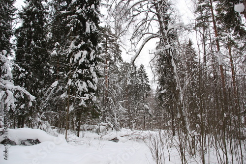 Fototapeta Naklejka Na Ścianę i Meble -  Landscape with snow covered trees in russian forest in cloudy winter day