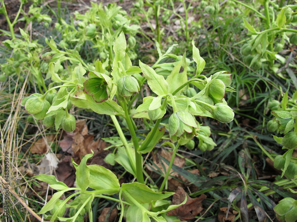 Stinking hellebore with flowers in mixed forest, Helleborus foetidus Stinking hellebore with flowers in mixed forest, Helleborus foetidus