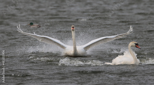 swan on the lake, outstretched wings over the water, Wieliszew Poland photo