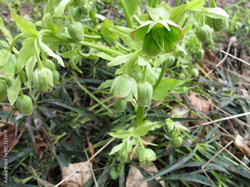 Stinking hellebore with flowers in mixed forest, Helleborus foetidus