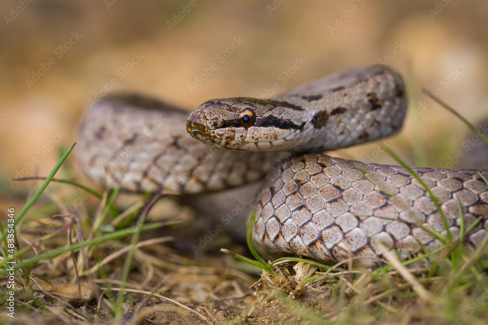 snake snake