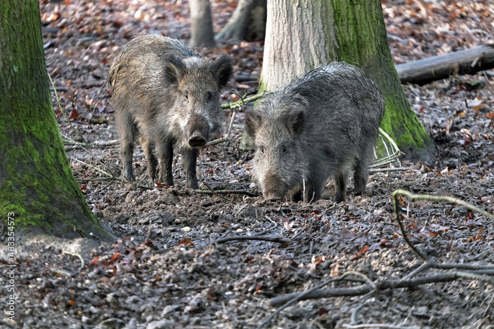 Open wild boar enclosure in the wild animal enclosure Krefeld Huelser Berg..etc. Wild boar in the wild animal enclosure and on a pillar. Open wild boar enclosure in the wild animal enclosure Krefeld Huelser Berg..etc. Wild boar in the wild animal enclosure and on a pillar.