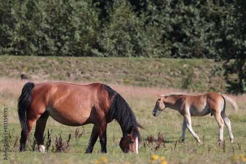 mare and foal in field © Robert