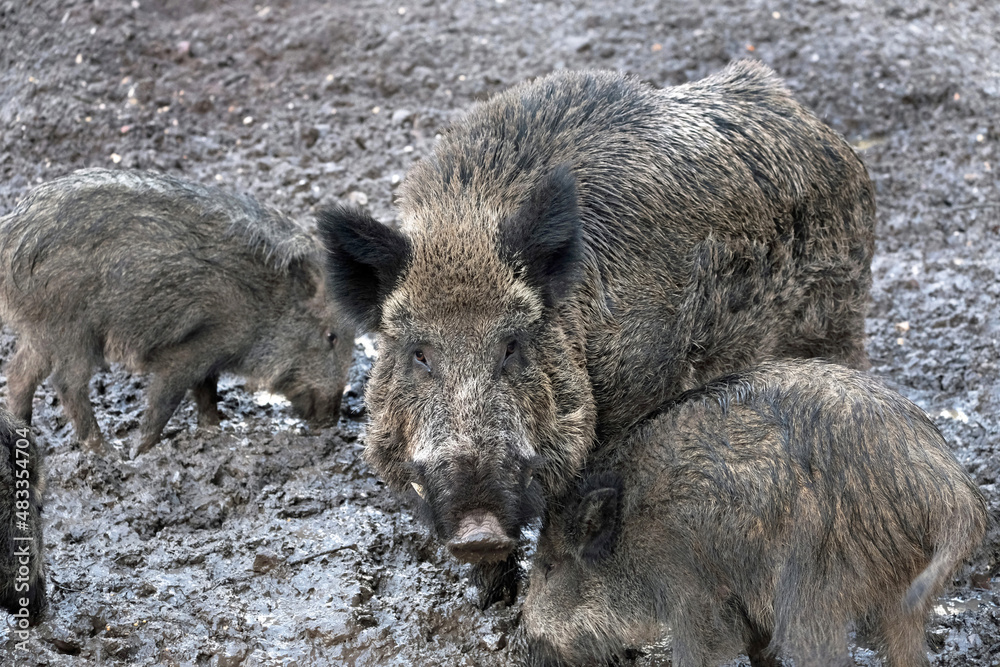 Open wild boar enclosure in the wild animal enclosure Krefeld Huelser Berg..etc. Wild boar in the wild animal enclosure and on a pillar. Open wild boar enclosure in the wild animal enclosure Krefeld Huelser Berg..etc. Wild boar in the wild animal enclosure and on a pillar.