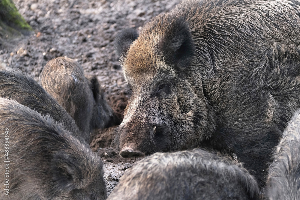 Open wild boar enclosure in the wild animal enclosure Krefeld Huelser Berg..etc. Wild boar in the wild animal enclosure and on a pillar. Open wild boar enclosure in the wild animal enclosure Krefeld Huelser Berg..etc. Wild boar in the wild animal enclosure and on a pillar.