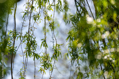Długie gałązki wierzby białej (Salix alba), pokryte młodymi listkami.
