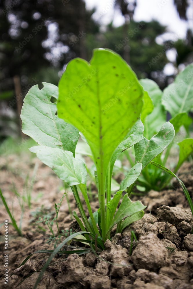 A spinach plant in the morning A spinach plant in the morning