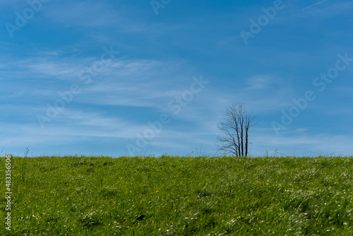 Samotne drzewo na horyzoncie na tle błękitnego nieba. 